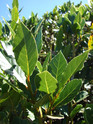 Bay Laurel made by here at Twin Oaks Nursery & Supply