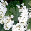 Alice Oakleaf Hydrangea made by here at Twin Oaks Nursery & Supply