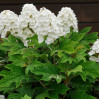 Alice Oakleaf Hydrangea
