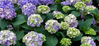 Bloomstruck Endless Summer Hydrangea made by here at Twin Oaks Nursery & Supply