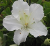 Bloom-A-Thon Pearl Azalea made by here at Twin Oaks Nursery & Supply
