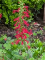 Cedar Sage - Salvia roemeriana made by here at Twin Oaks Nursery & Supply