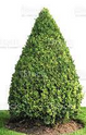 Boxwood Cone made by here at Twin Oaks Nursery & Supply