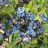 Blueberry
