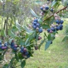 Blueberry