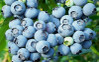 Blueberry
