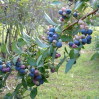 Blueberry