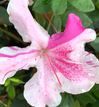 Encore Azalea Autumn Twist