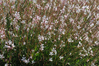 Guara - Assorted Varieties made by here at Twin Oaks Nursery & Supply