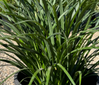 Green Liriope made by here at Twin Oaks Nursery & Supply