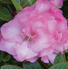 Ever After Blush Azalea made by here at Twin Oaks Nursery & Supply