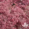 Crimson Queen Japanese Red Maple