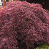 Crimson Queen Japanese Red Maple