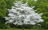 Cherokee Princess Dogwood made by here at Twin Oaks Nursery & Supply