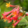 Coral Honeysuckle