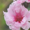Corinthian Flowering Peach
