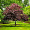 Forest Pansy Redbud made by here at Twin Oaks Nursery & Supply