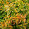 Glossy Abelia made by here at Twin Oaks Nursery & Supply