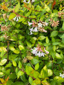 Glossy Abelia