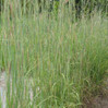 Little Bluestem Grass