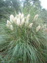 Jet Streams Dwarf Pampas Grass