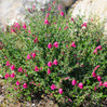 Skullcap - Assorted Varieties made by here at Twin Oaks Nursery & Supply