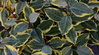 Olive Martini Elaeagnus made by here at Twin Oaks Nursery & Supply