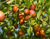 Jujube
