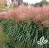 Red Silver Maiden Grass made by here at Twin Oaks Nursery & Supply