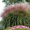 Red Silver Maiden Grass