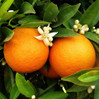 Orange made by here at Twin Oaks Nursery & Supply