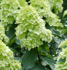 Limelight Prime Hydrangea made by here at Twin Oaks Nursery & Supply