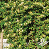 Hall's Japanese Honeysuckle