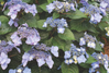 Pop Star Endless Summer Hydrangea