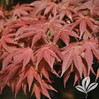 Oshio-Beni Japanese Red Maple