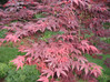 Oshio-Beni Japanese Red Maple