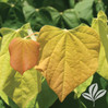 Rising Sun Redbud made by here at Twin Oaks Nursery & Supply