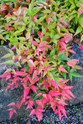 Harbor Belle Nandina made by here at Twin Oaks Nursery & Supply