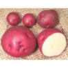 Seed Potatoes - Per Pound