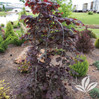 Ruby Falls Weeping Redbud made by here at Twin Oaks Nursery & Supply