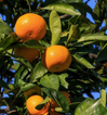 Satsuma