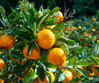 Satsuma