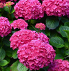 Rock-N-Roll Hydrangea made by here at Twin Oaks Nursery & Supply