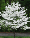 White Dogwood