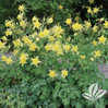 Texas Gold Columbine