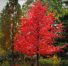 Wildfire Black Gum Tree made by here at Twin Oaks Nursery & Supply