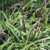 Variegated Liriope made by here at Twin Oaks Nursery & Supply