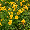 Stella Day Lilly