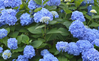 The Original Endless Summer Hydrangea made by here at Twin Oaks Nursery & Supply