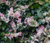 Snow-N-Summer Asian Jasmine made by here at Twin Oaks Nursery & Supply